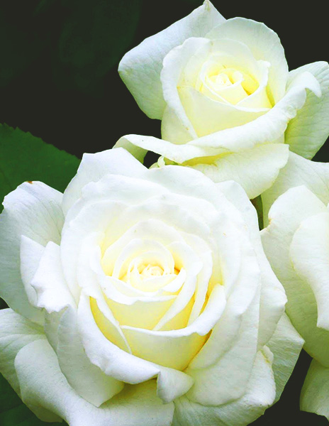 Роза чайно-гибридная "Анастасия" белая 1 саженец