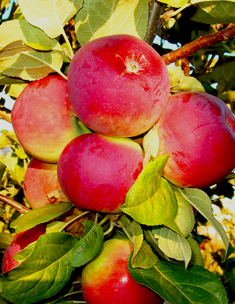 ЯБЛОНЯ ОРЛИК: купить саженцы яблони орлик почтой в России