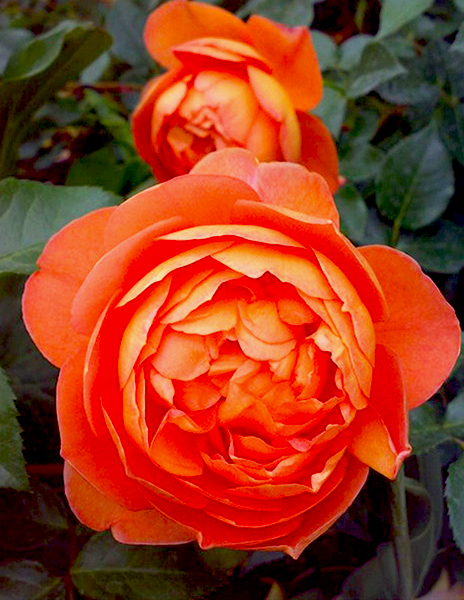 Роза английская "Пэт Остин" (Pat Austin) оранжевая 1 саженец