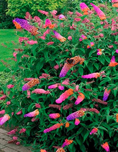 Буддлея Давида (Buddleja davidii). - купить в СПб с доставкой