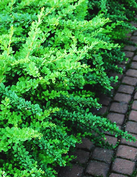 Барбарис Тунберга "Грин Орнамент" (Green Ornament) зеленый 1 саженец