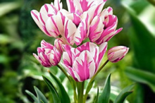 Луковицы многоцветкового тюльпана