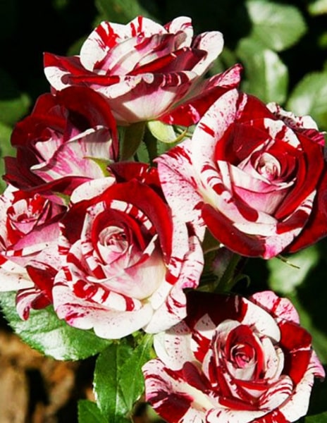 Роза спрей "Спарлинг-Бело-черный" бело-красная 1 саженец