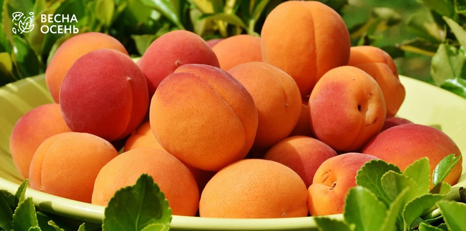 Сорта абрикоса | Vesna-osen